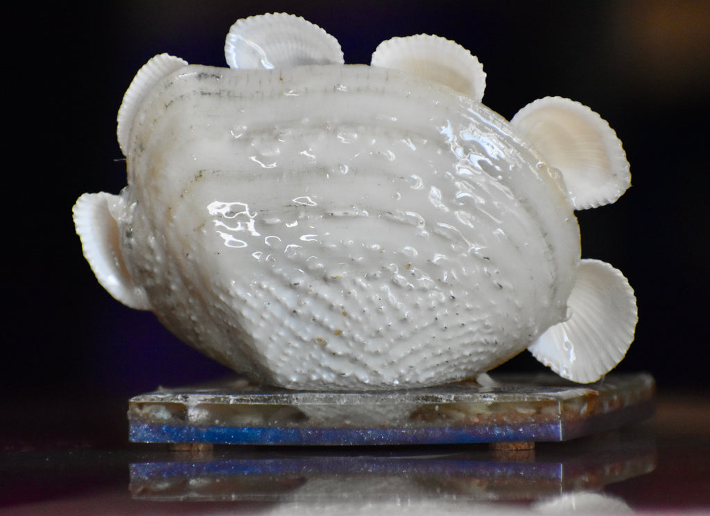 Colección Especial Cuepoxy — Tide·Craft