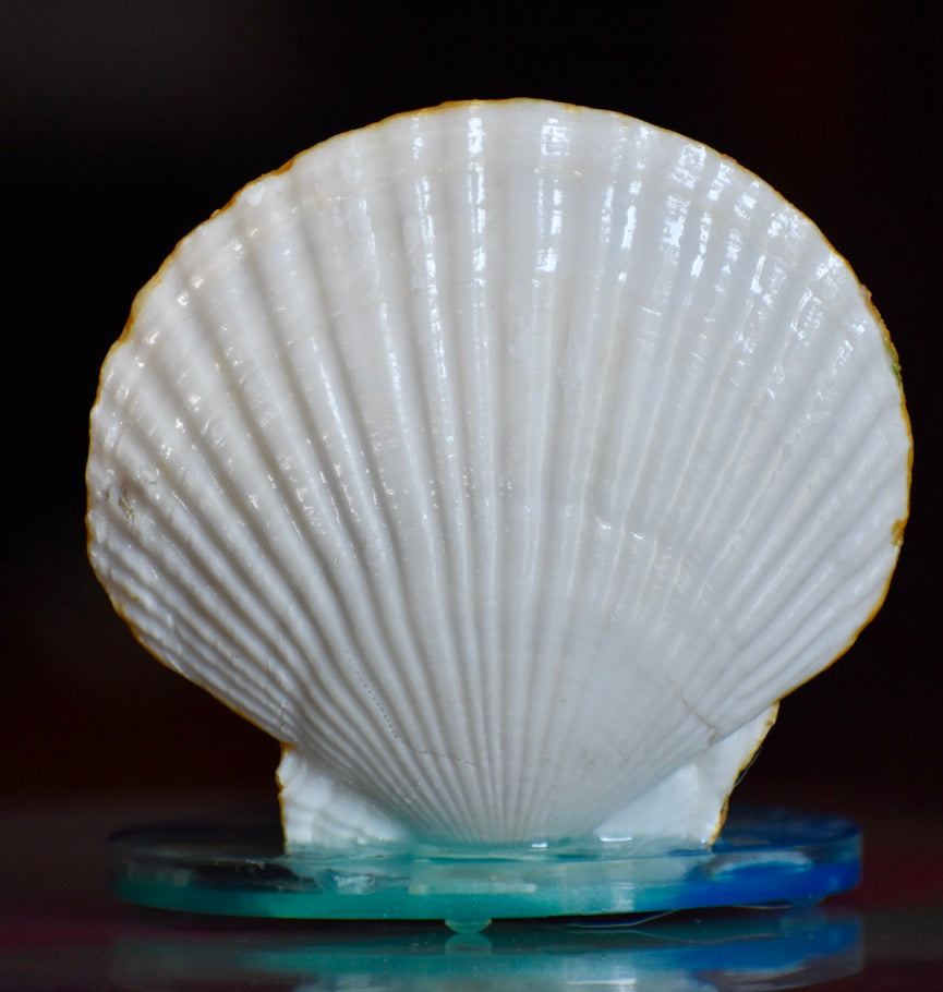 Colección Especial Cuepoxy — Ocean·Gem